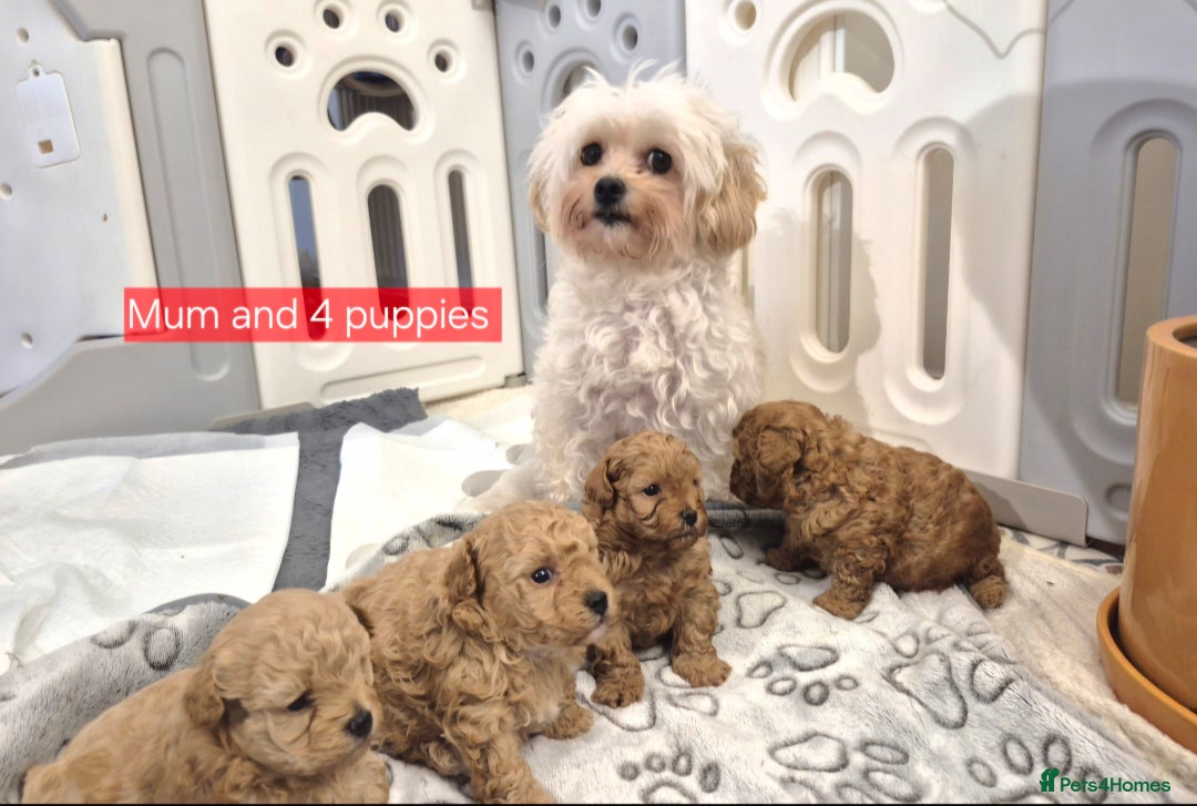 Maltipoo dogs for sale: Beautiful Toy Maltipoo Puppies   - Advert 3