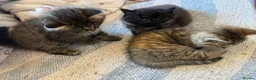 British Shorthair cats for sale: Adorable British Shorthair Kittens - Advert 10