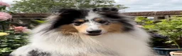 Rough Collie dogs for sale: Rough Collie Puppies-Health Tested Blue Merle Tri - Advert 8