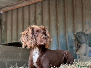 Sprocker dogs in Chippenham - Advert 10