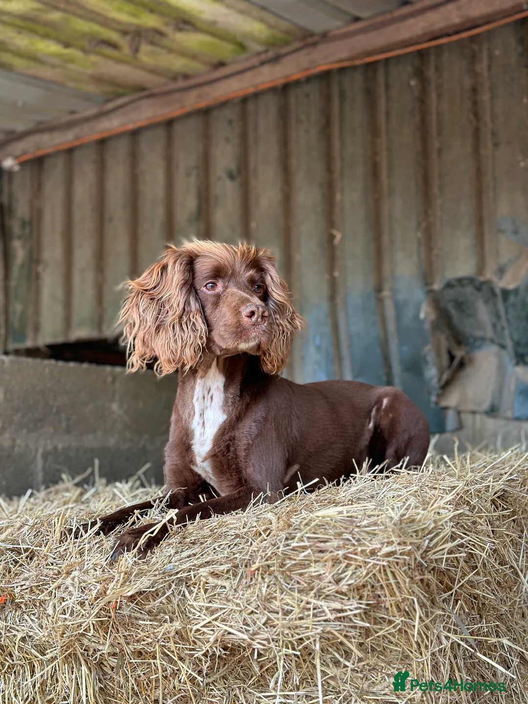 Sprocker dogs for stud: Sprocker stud  in Chippenham - Advert 1