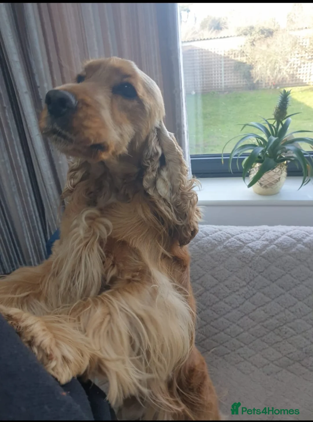 Cocker Spaniel dogs for sale: KC Show Cocker Spaniel  - Advert 13