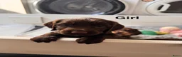 Sprocker dogs for sale: Beautiful Sprocker Puppies For Sale  - Advert 5