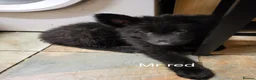 German Shepherd dogs for sale: German shepherd puppies  - Advert 8