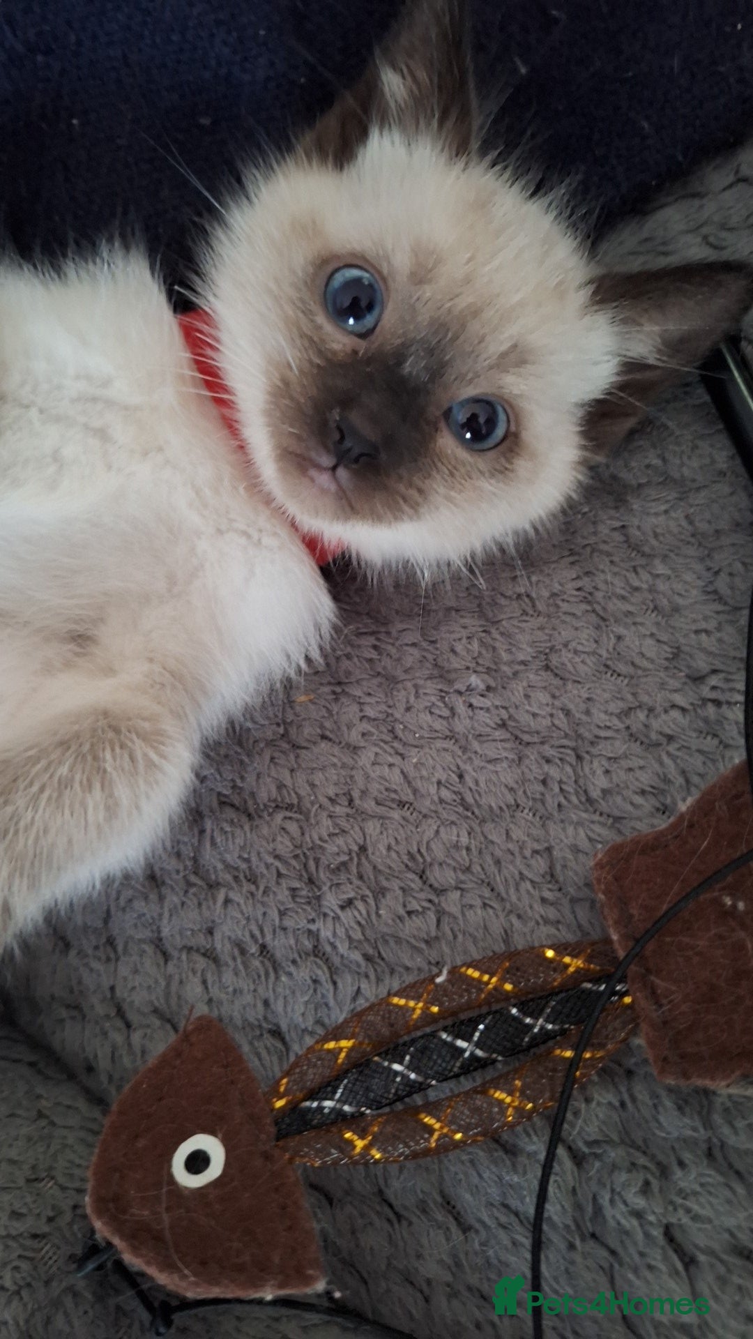 Ragamese cats Ragamese kittens 1 male Left.  - Advert 2