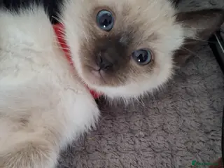 Ragamese cats Ragamese kittens 1 male Left. - Advert 2