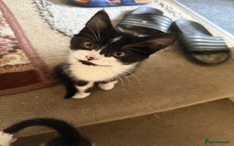 Mixed Breed cats for sale: Adorable mixed kittens - £20-50  - Image 19