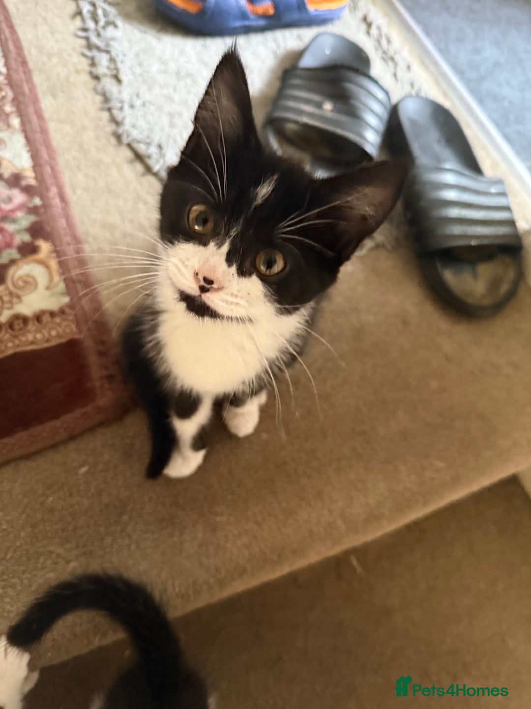 Mixed Breed cats for sale: Adorable mixed kittens - £20-50  - Image 19
