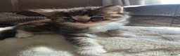 British Longhair cats for sale: Beautiful British long haired kittens - Advert 6