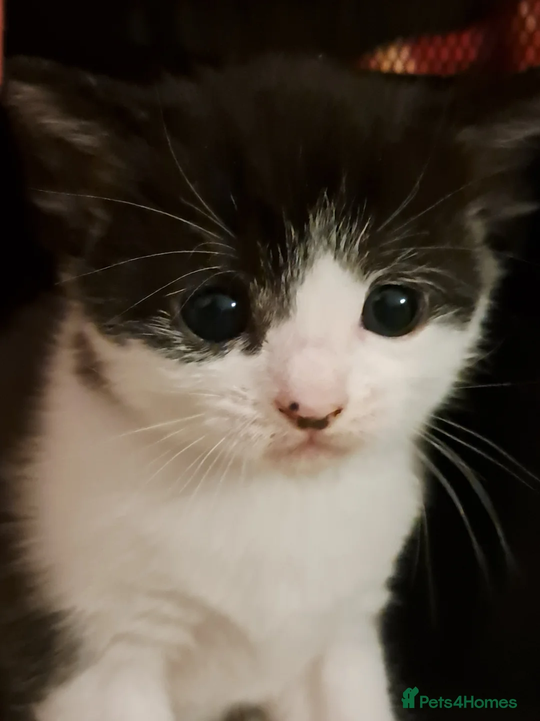 Khao Manee cats for sale: 3 kittens - Advert 2