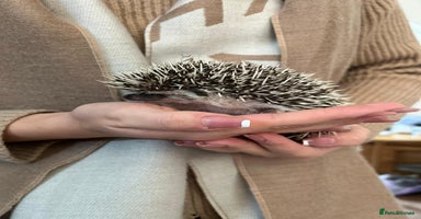 Pygmy Hedgehog rodents - Advert 6