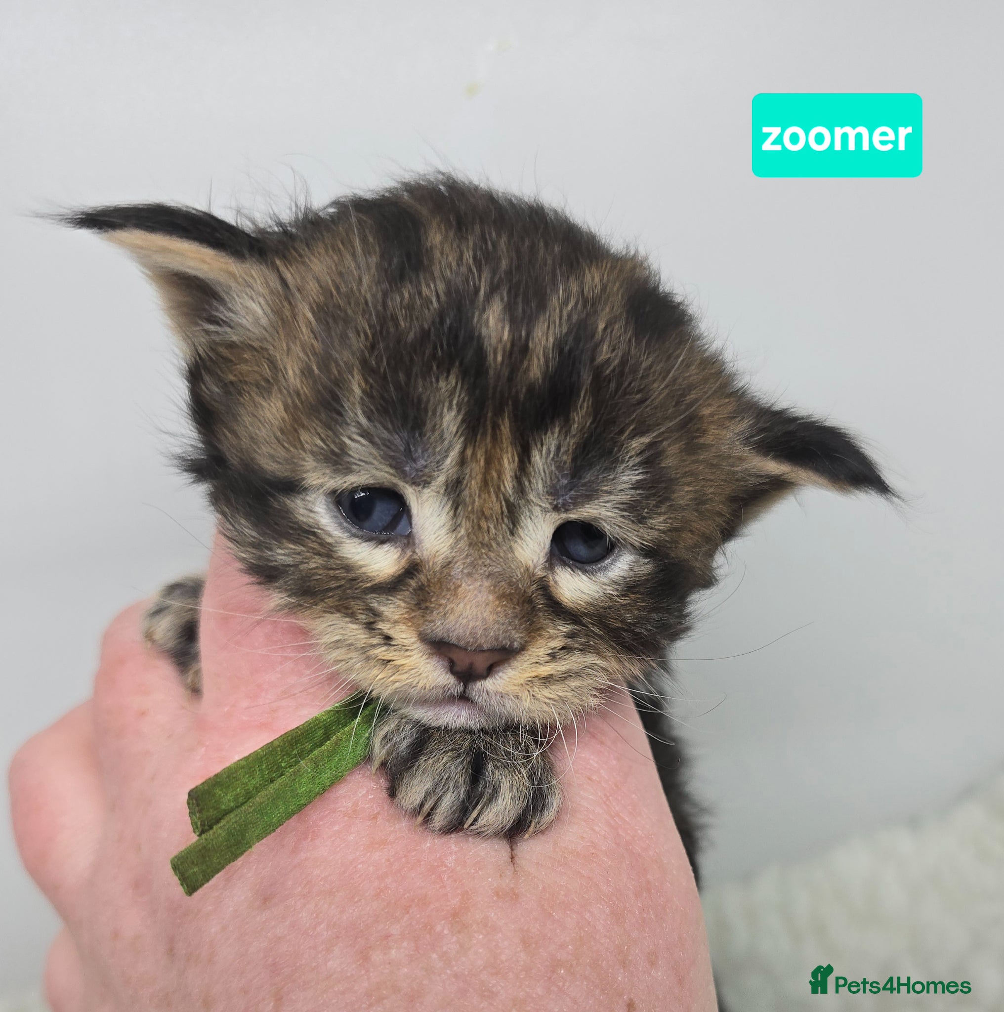 Maine Coon cats Stunning Chunky Registered Maine Coon Kittens - Advert 2