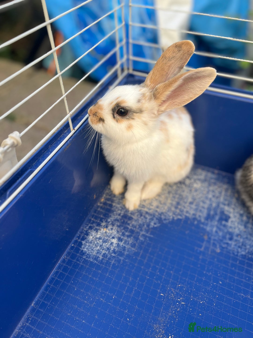Mini Lop rabbits for sale: 3 rabbits  - Advert 4