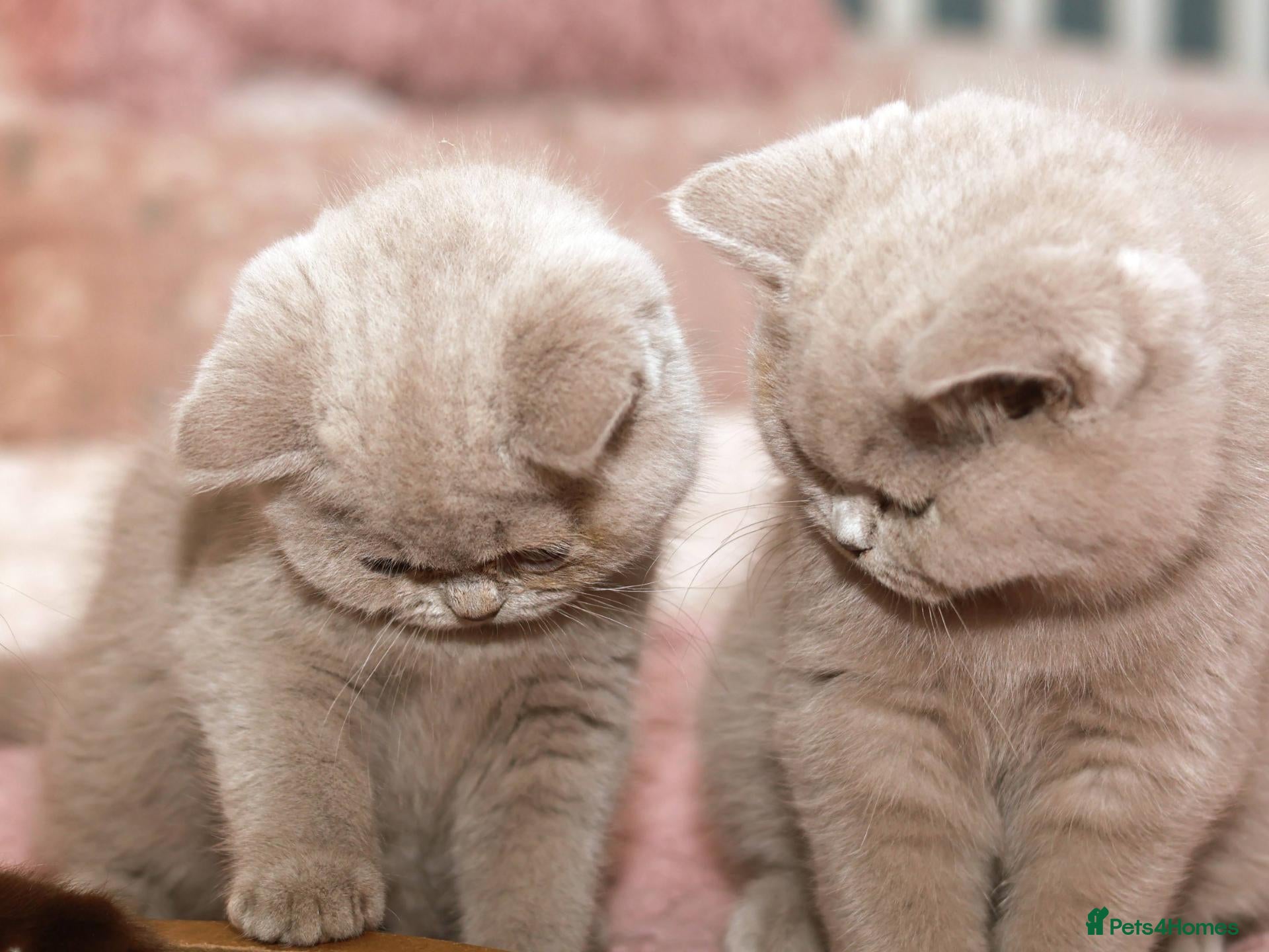 British Shorthair cats TICA Registerd Only Lilac Available Now - Advert 4
