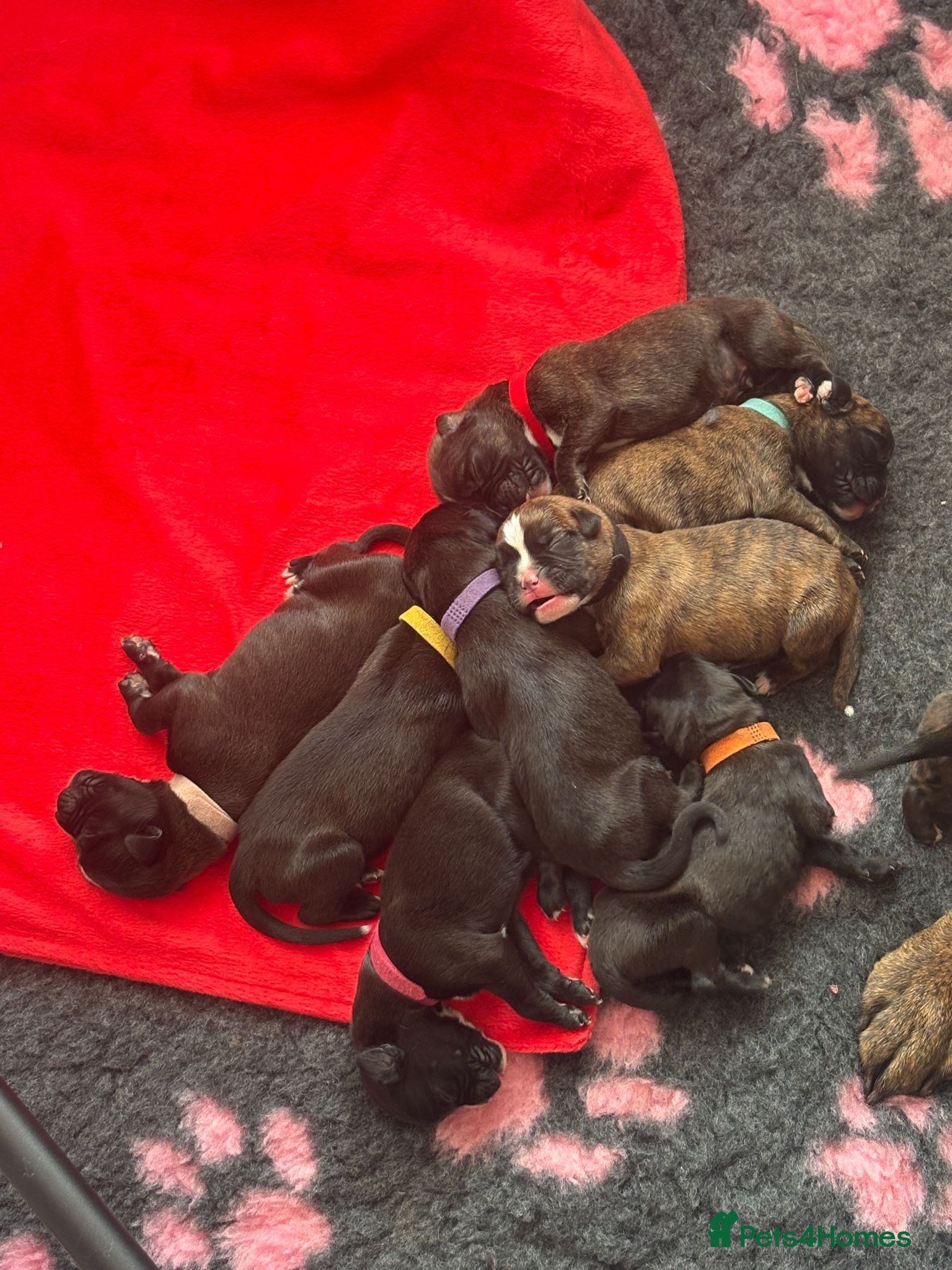 Boxer dogs KC Boxer Puppies  – 1 Week Old - Advert 1
