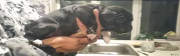 Staffordshire Bull Terrier dogs for sale: Staffordshire Bull Terrier KC Champion Lined - Advert 17