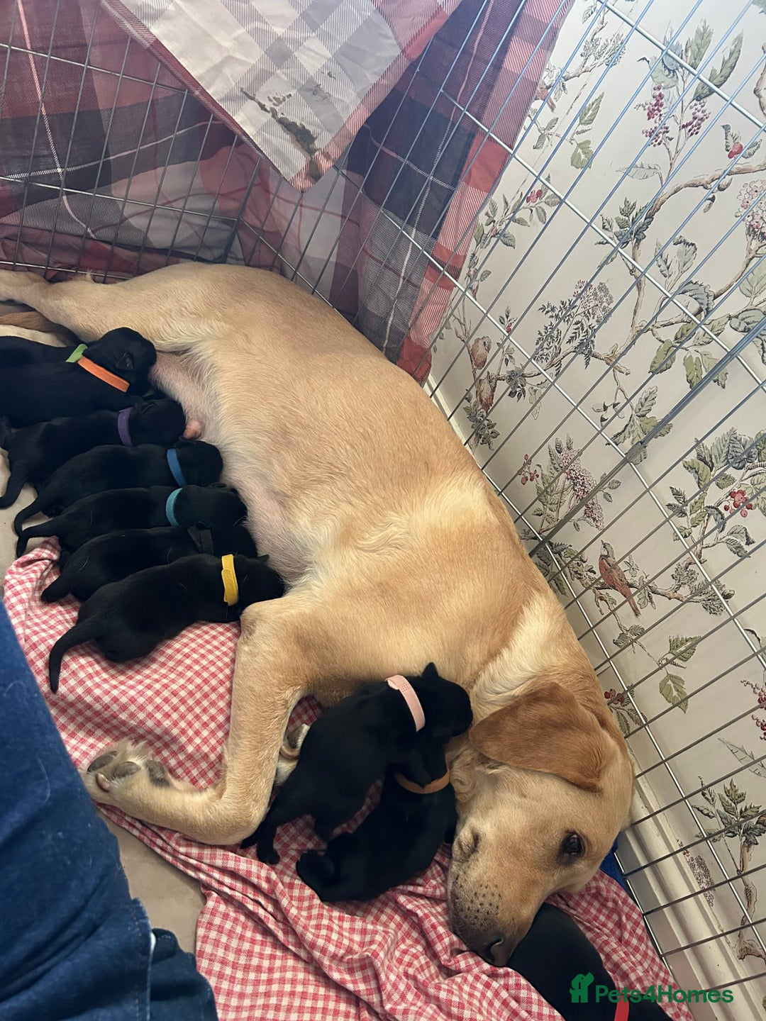 Labrador Retriever dogs for sale: Quality pedigreed Labradors for sale  - Image 8
