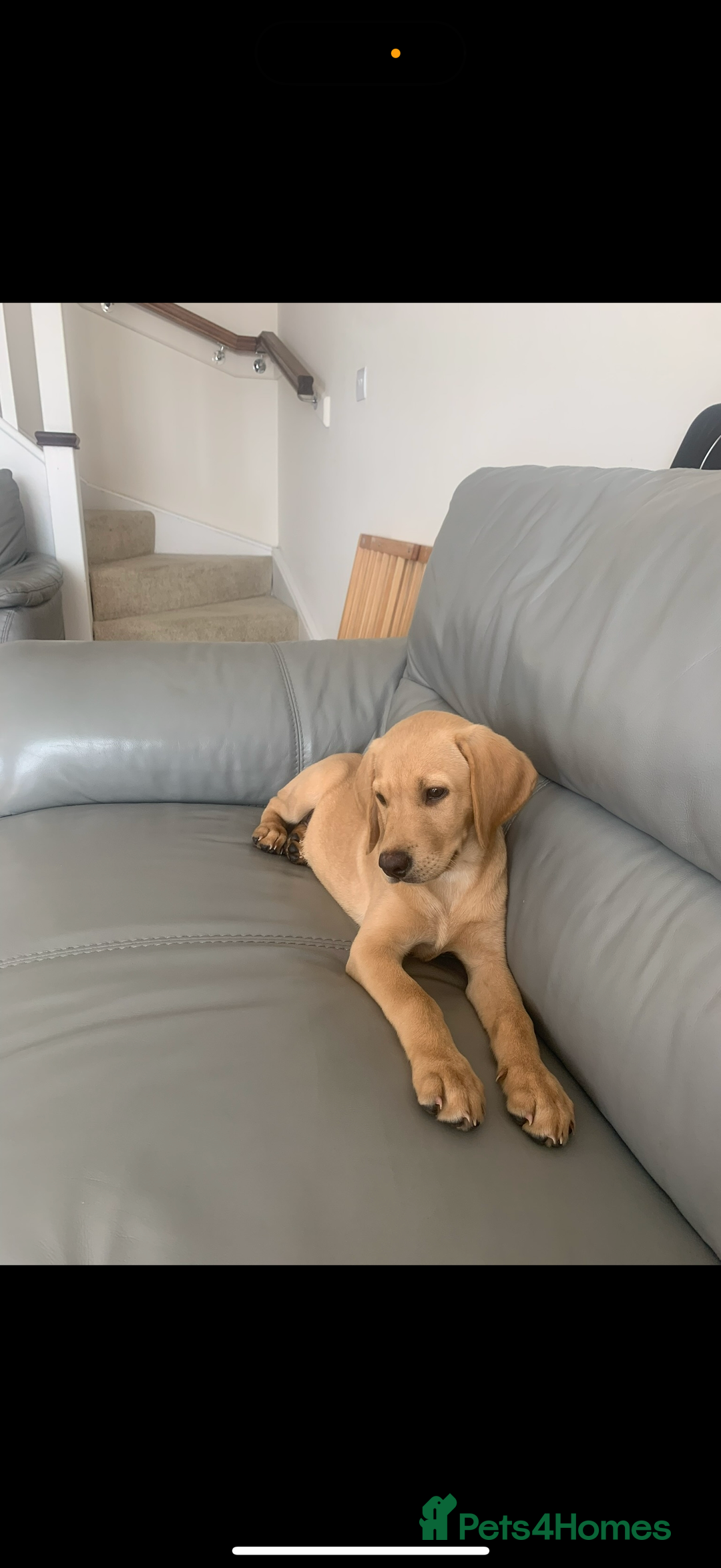 Mixed Breed dogs for sale: Rosie - Image 5