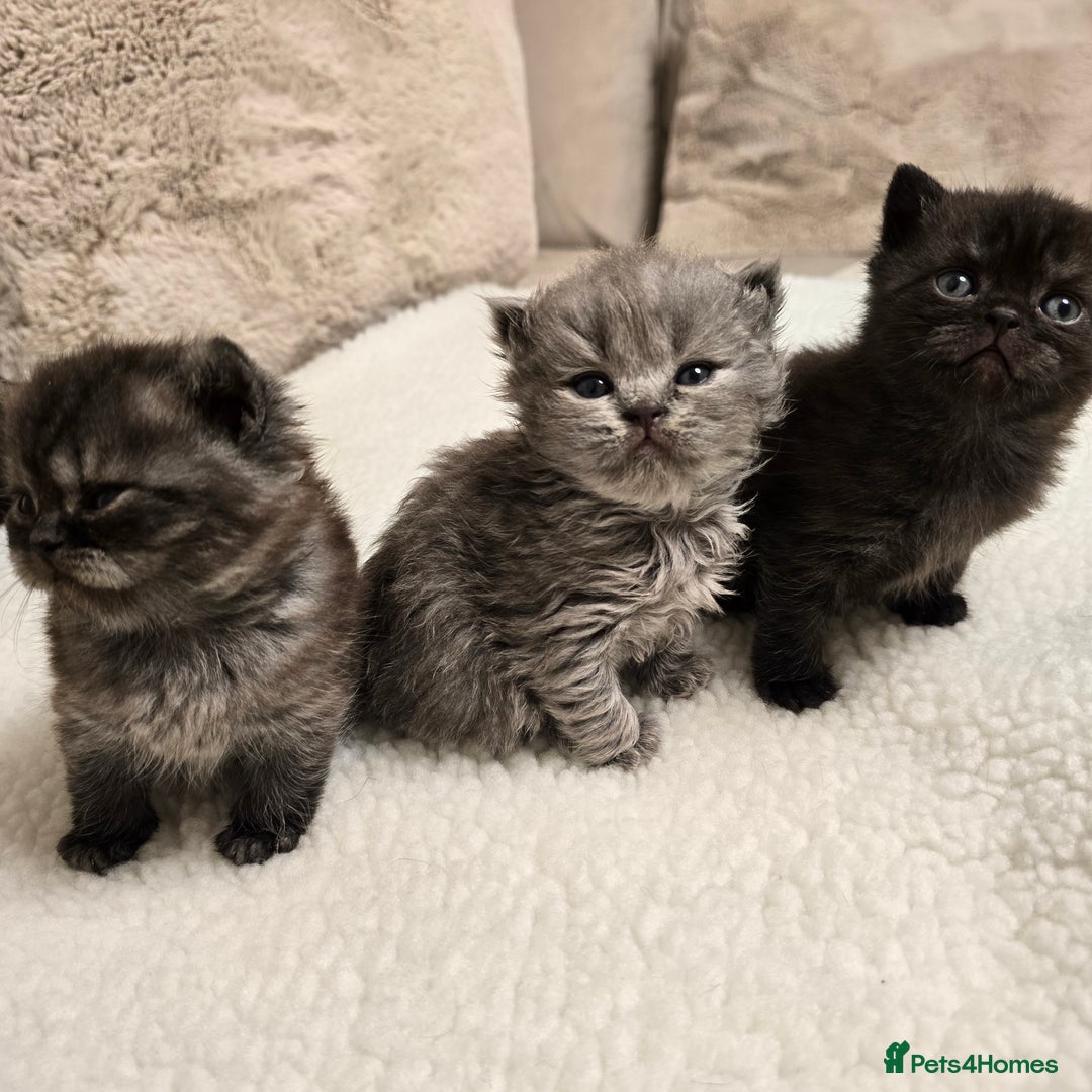 British Shorthair cats for sale: ✨️RARE✨️Black smoke BSH and 1 blue longhair - Advert 7