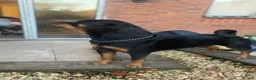 Mixed Breed dogs for sale: Lab X rottie pups  in Bristol - Advert 8