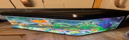 Goldfish fish for sale: Three goldfish - Advert 6