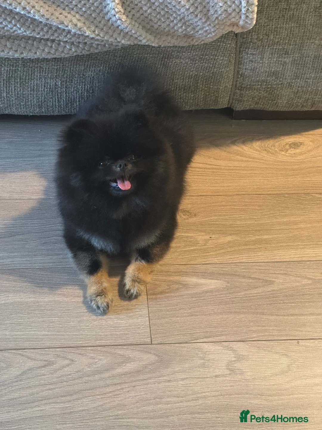 Pomeranian dogs for sale: Black and Tan kc reg female, ( very small )  - Advert 2