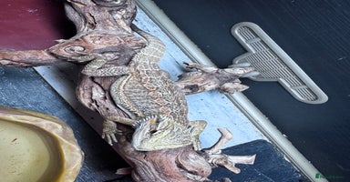 Bearded Dragon reptiles - Advert 6