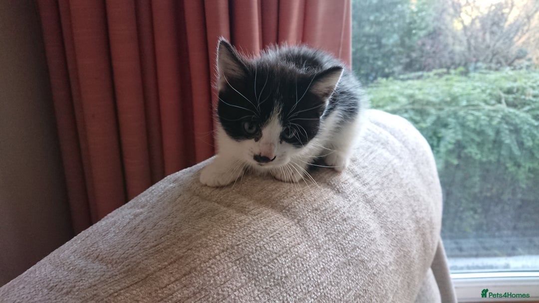 British Shorthair cats for sale: Cheshire Kittens  - Advert 4