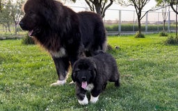 Caucasian Shepherd Dog dogs for sale: 🧸Caucasian Shepherd Puppies Ready Now! 🧸 - Image 9