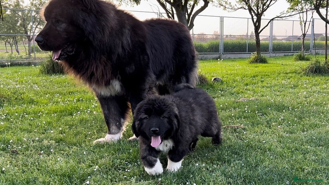 Caucasian Shepherd Dog dogs for sale: 🧸Caucasian Shepherd Puppies Ready Now! 🧸 - Image 9