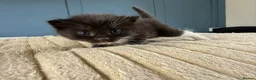 Mixed Breed cats for sale: Ragdolls mixed  - Advert 11