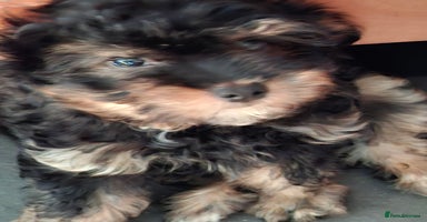 Mixed Breed dogs - Advert 3
