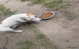 Jack Russell dogs for sale: Male Jack russell - Image 3