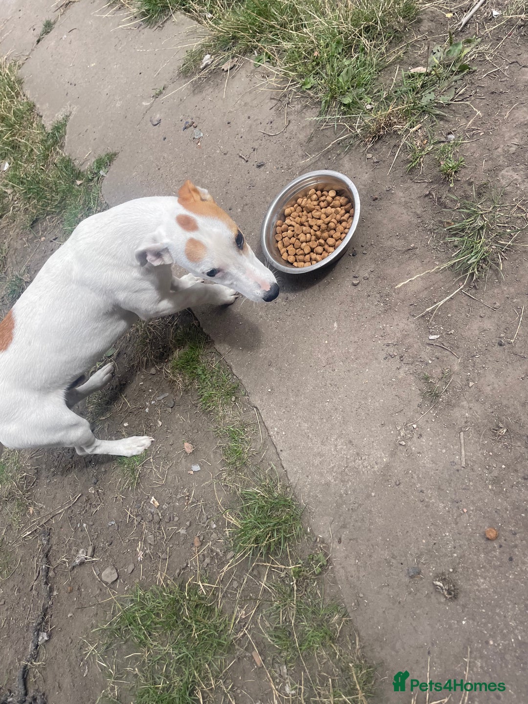 Jack Russell dogs for sale: Male Jack russell - Image 3