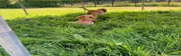 Labrador Retriever dogs for sale: 6 Labrador puppies  - Advert 10