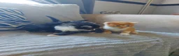 Mixed Breed cats for sale: Beautiful fluffy kittens - Advert 13