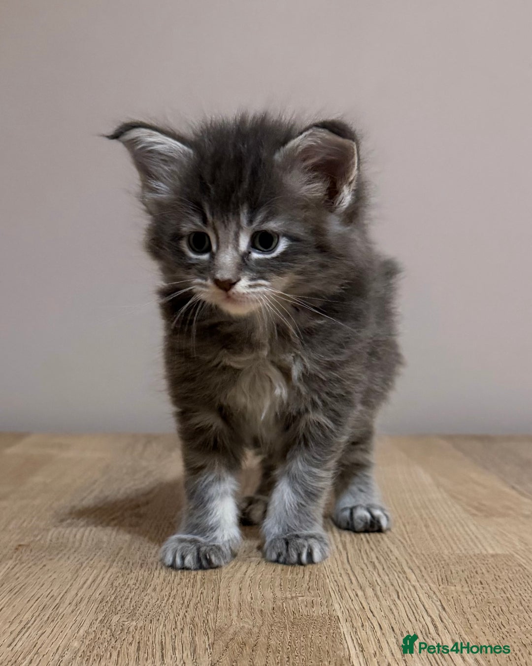 Maine Coon cats for sale: Stunning Maine Coon cross kittens - Advert 17