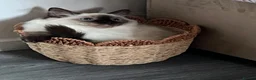 Ragdoll cats for sale: Ragdoll - Advert 11