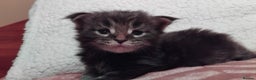Maine Coon cats for sale: Maine Coons Kittens For Sale  - Advert 1