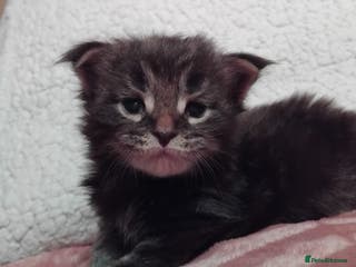 Maine Coon cats Maine Coons Kittens For Sale - Advert 1