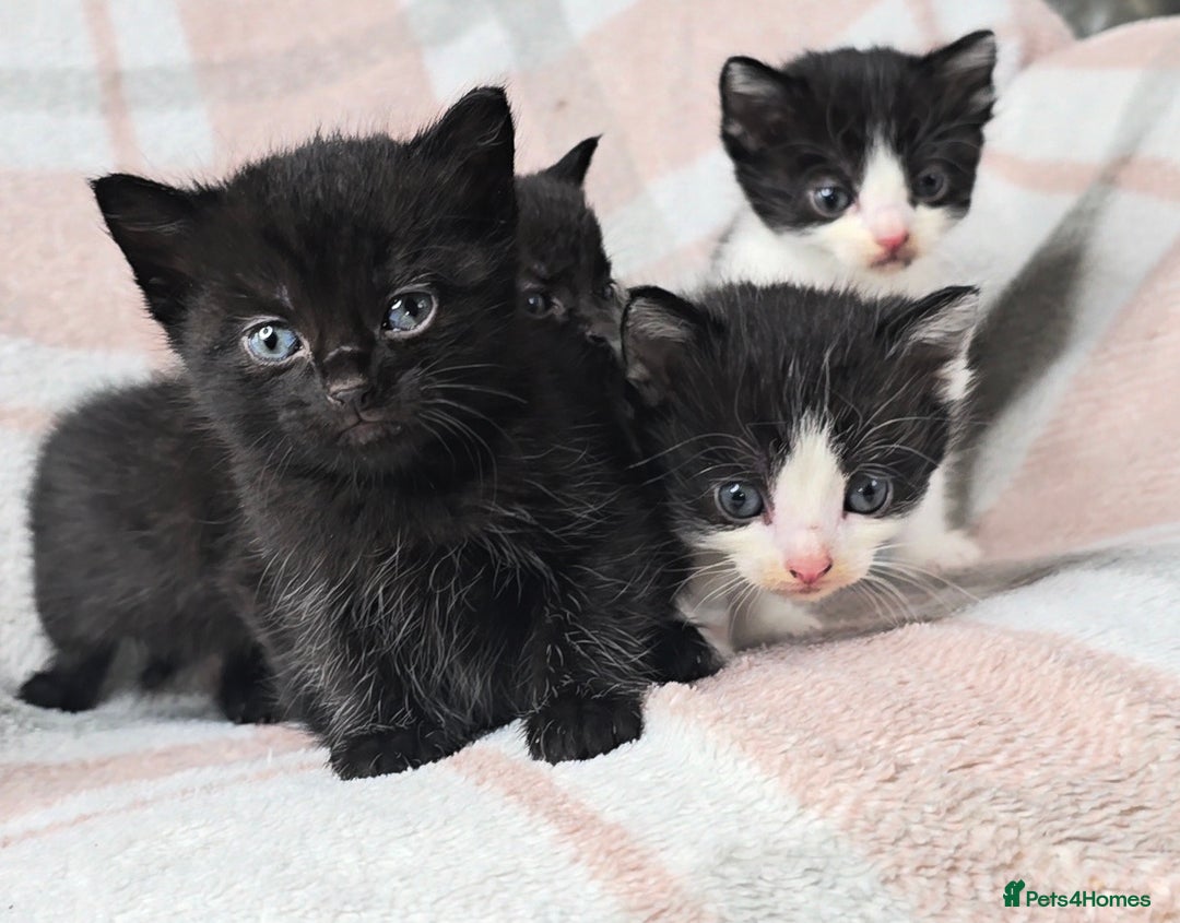 Maine Coon cats for sale: 💫Maine Coon Mix Family Raised Kittens💫 5*Reviews - Image 13