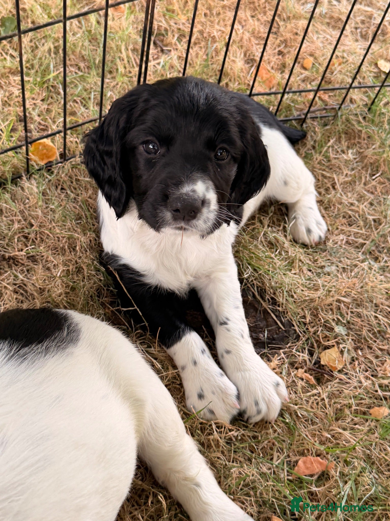 English Springer Spaniel dogs KC Registered Black & White ESS Puppies - Advert 1