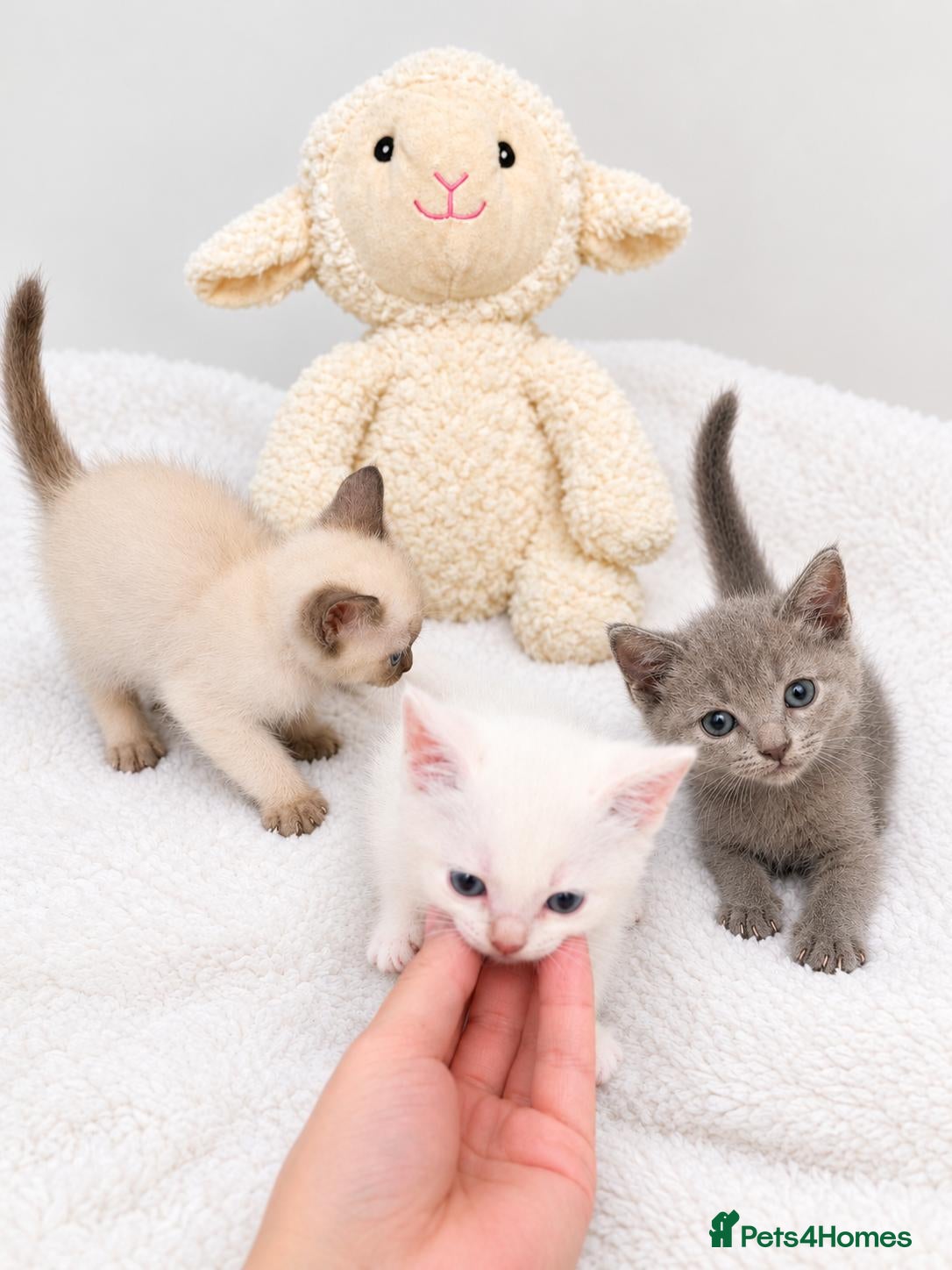Cornish Rex cats 3 Kittens ready for loving homes - Advert 8