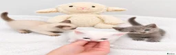 Cornish Rex cats for sale: 3 Kittens ready for loving homes - Advert 1