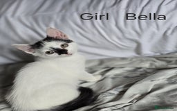 Domestic Shorthair cats for sale: Kittens for sale  - Image 2