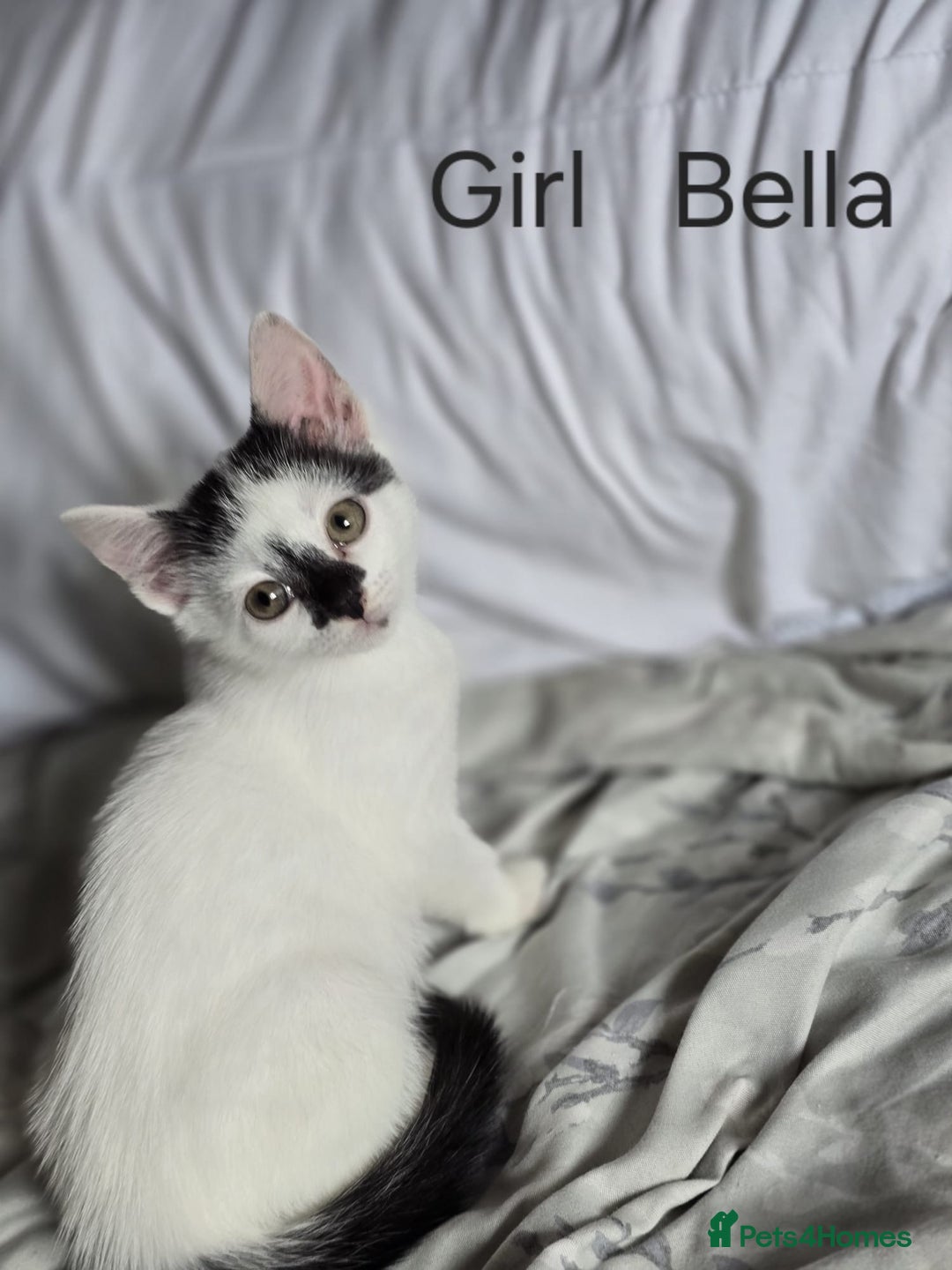 Domestic Shorthair cats for sale: Kittens for sale  - Image 2