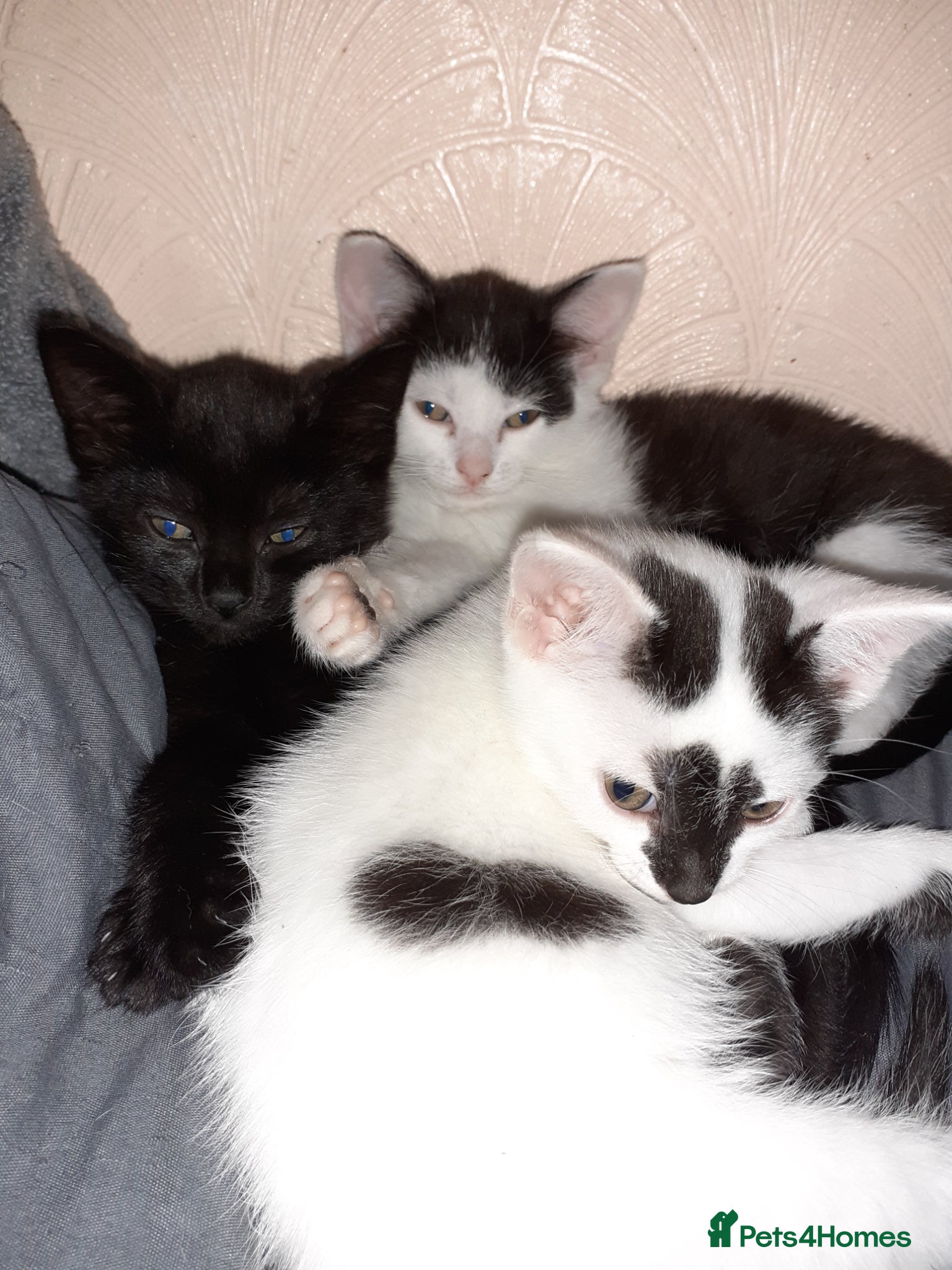 Mixed Breed cats 3 Beautiful Kittens For Sale - Advert 3