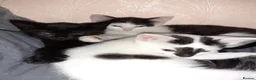 Mixed Breed cats for sale: 3 Beautiful Kittens For Sale in Sutton-in-Ashfield - Advert 1