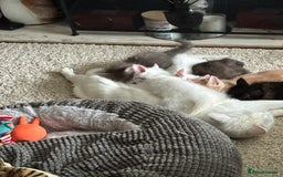 Turkish Angora cats for sale: Mainecoon x  - Image 6