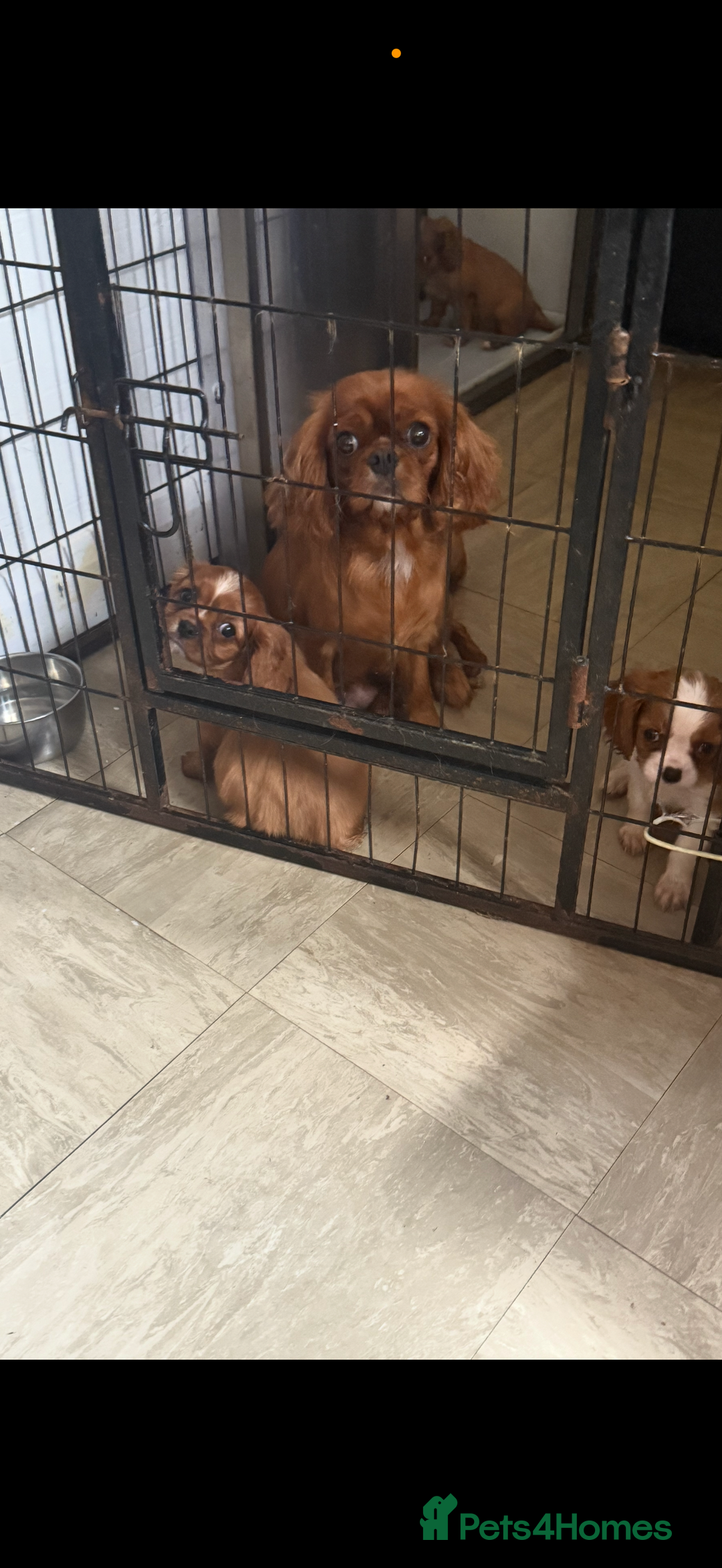 Cavalier King Charles Spaniel dogs for sale: DNA clear cavalier puppies ready now  - Image 7